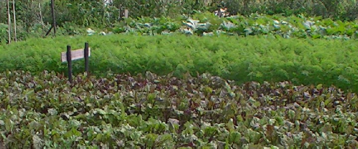Wisselteelt: op de voorgrond wortelgewassen (rode bieten & winterwortelen), op de achtergrond vruchtgewas (courgettes).