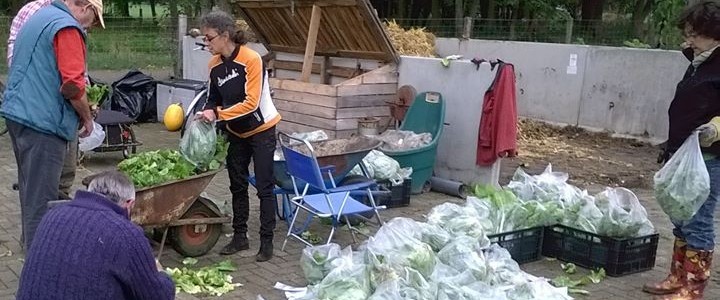 Leden van de vereniging verpakken de geoogste groenten voor levering aan de Voedselbank Midden Twente.