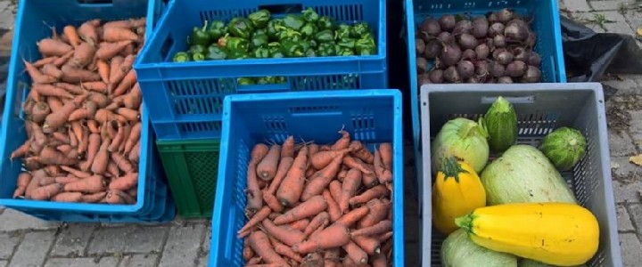 Kratten met opbrengst van diverse groenten van de voedseltuin.