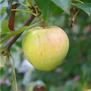 Vrucht van de Wilde appel.